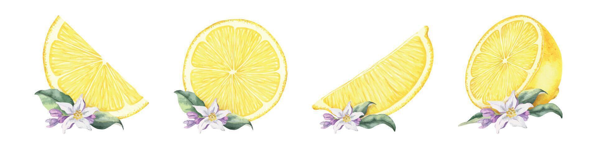 Set of slices lemon, fruits, leaves, flowers. Isolated hand drawn watercolor collection illustrations. Botanical compositions for menu, Packaging of goods, wedding cards vector