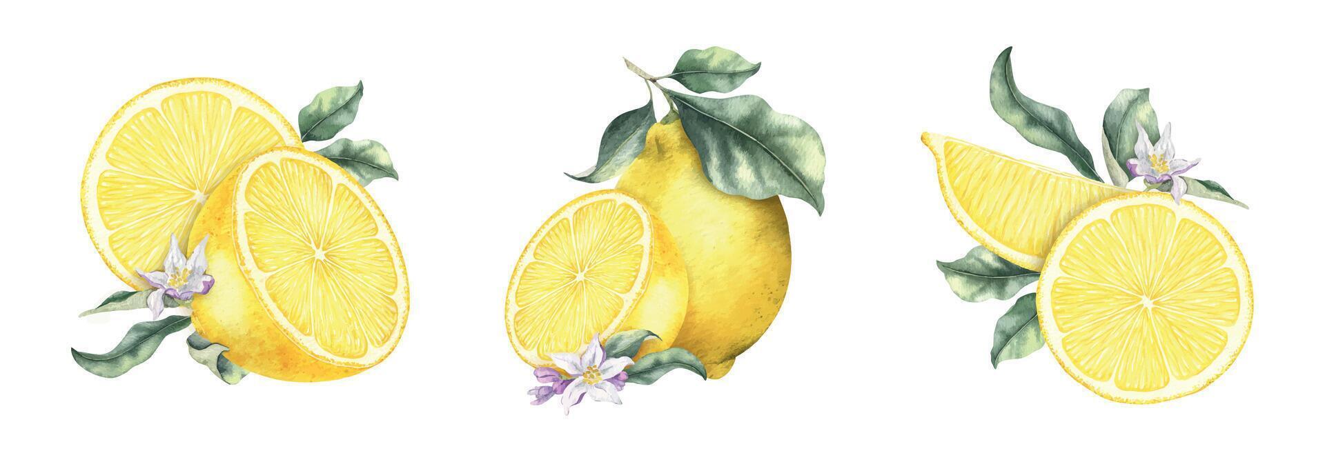 Set of slices lemon, fruits, leaves, flowers. Isolated hand drawn watercolor collection illustrations. Botanical elements for menu, Packaging of goods, wedding cards vector
