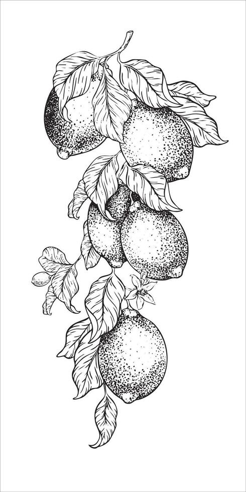 Branch of Lemon fruits, flowers and leaves. Isolated hand drawn watercolor illustration. Tropical citrus fruit. Botanical element for menu, package, cosmetic, textile, cards vector