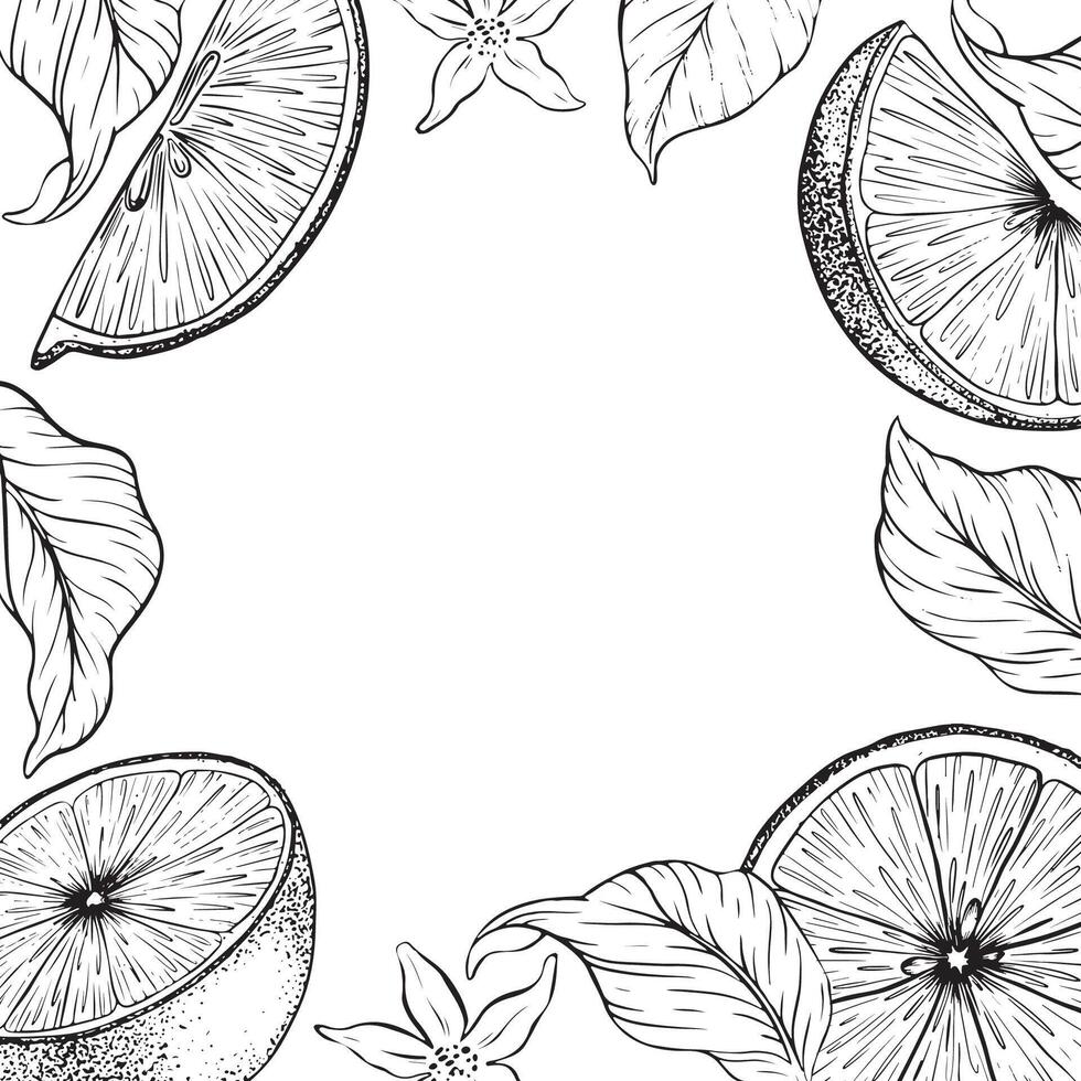 Slices Lemon fruits, leaves and flowers. Hand drawn frame. Black and white Sketch of lime citrus. Botanical design for menu, package, cosmetic, textile vector