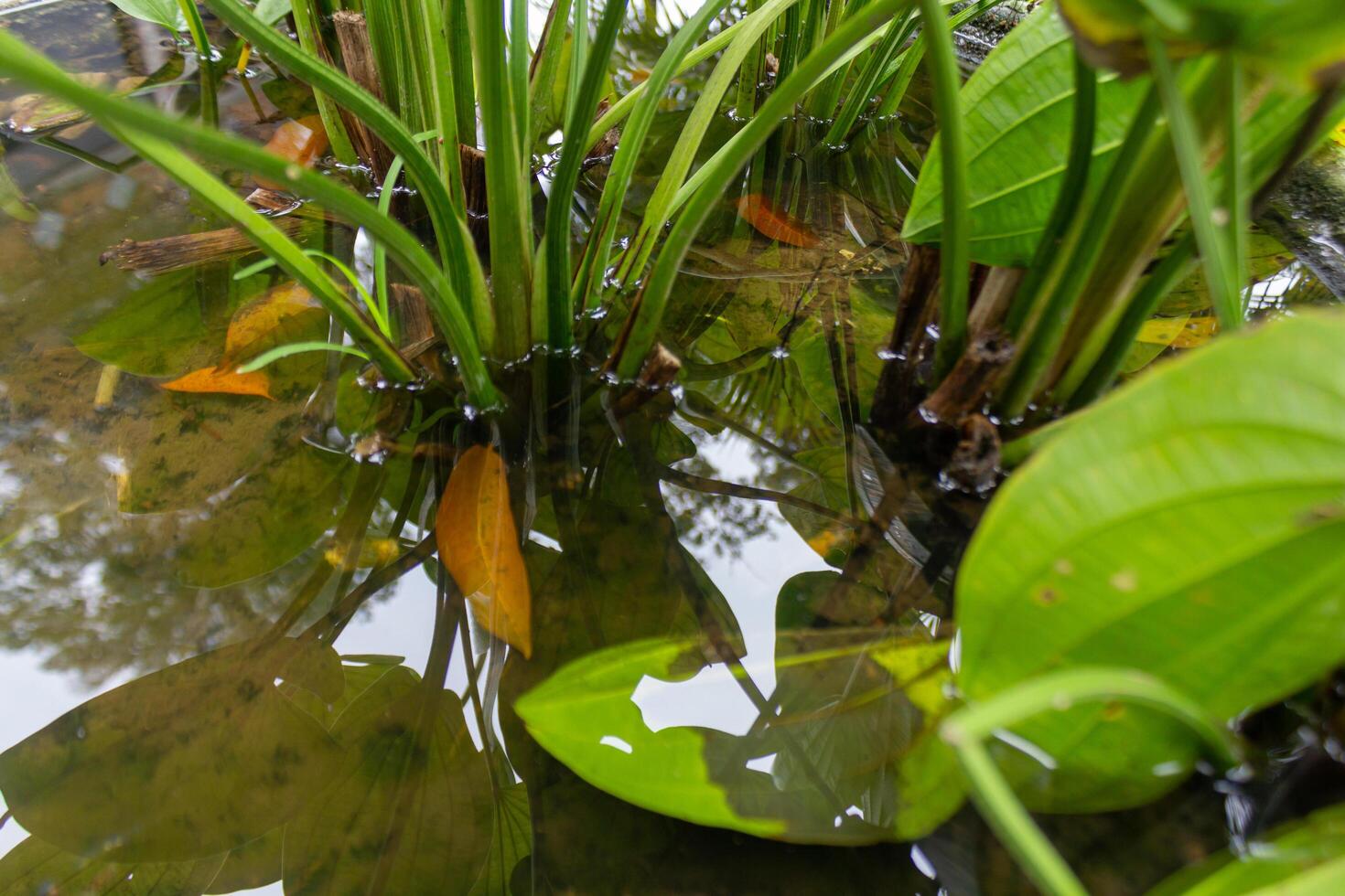 Echinodorus Cordifolius in Decorative Water Pot for Gardens photo