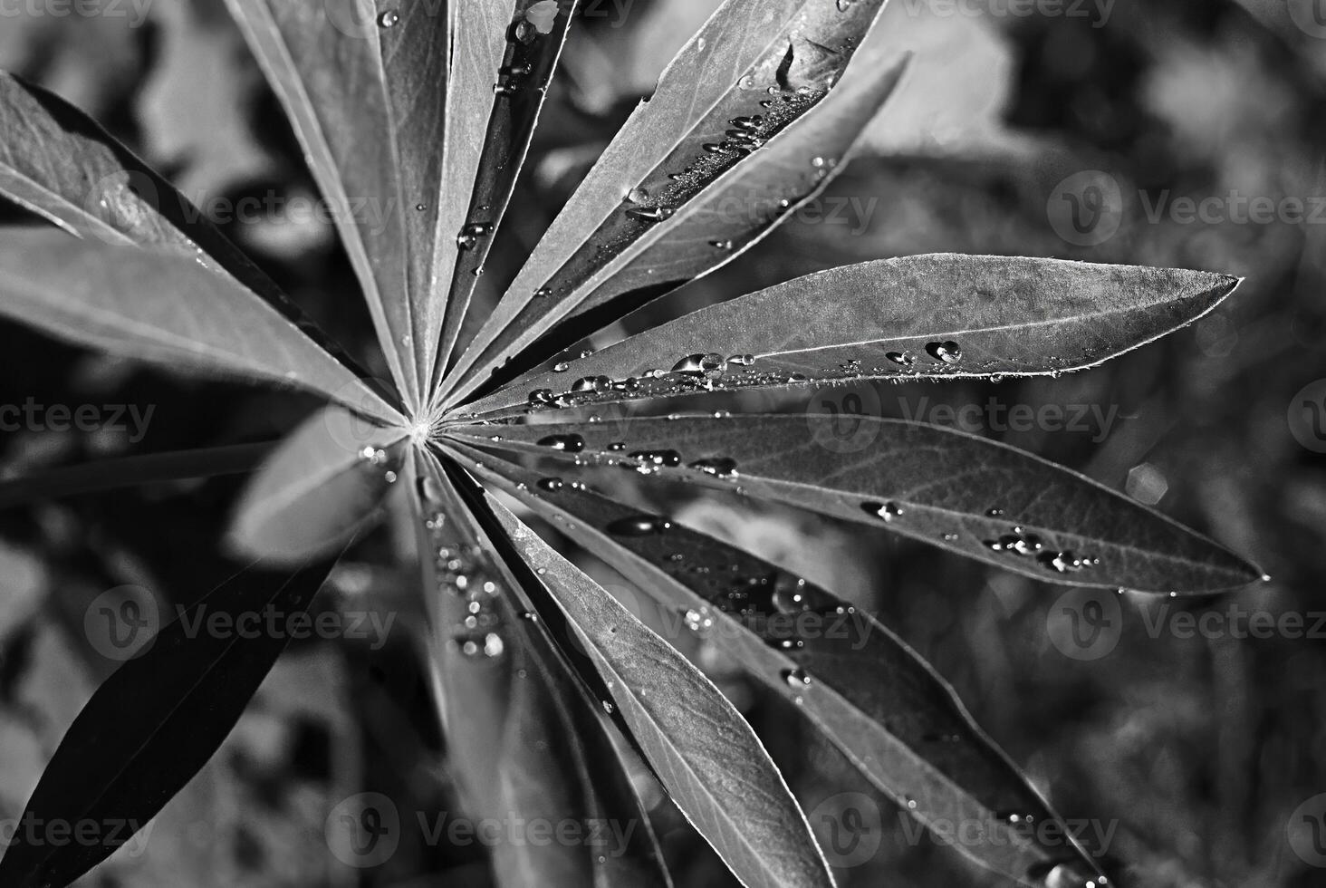 Close-up of a lupin leaf with water droplets in monochrome photo