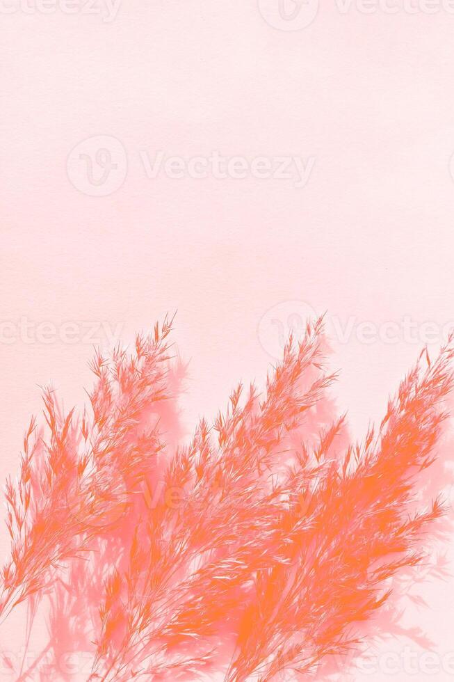 Vibrant pampas grass casting shadows on a soft pink background photo