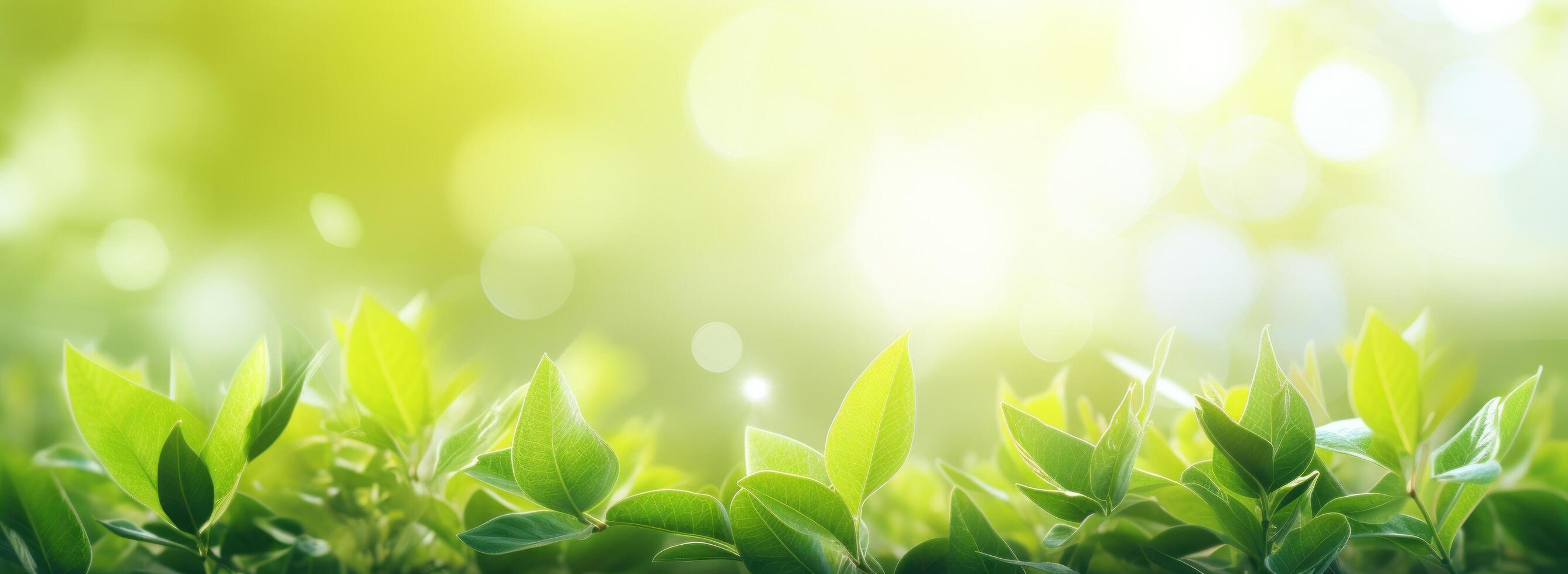 Vibrant Green Foliage in Sunlight photo