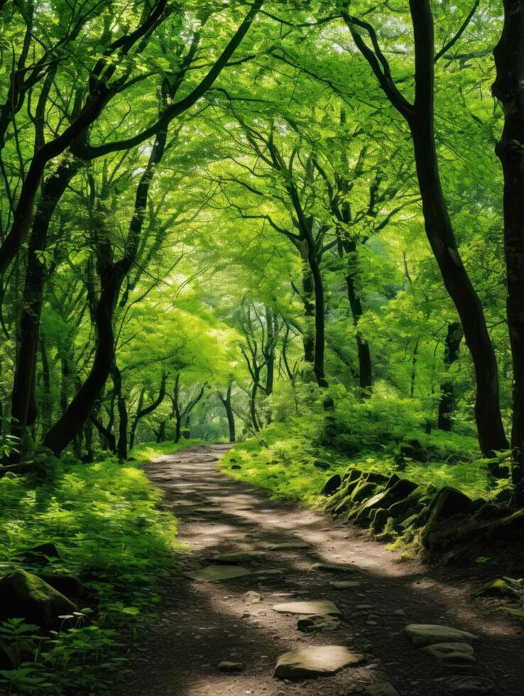 Lush Green Forest Path photo