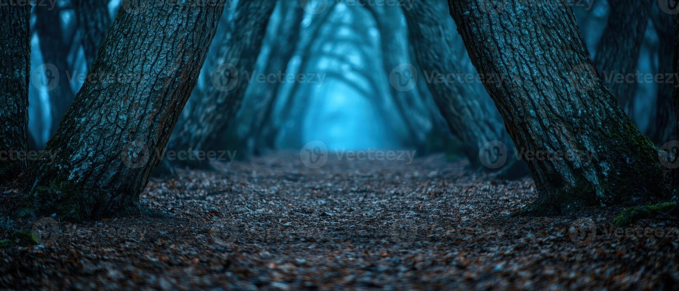 Mysterious forest path at night photo