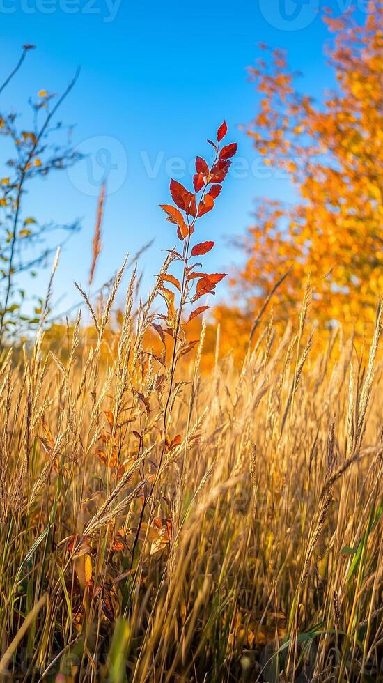 Cosmos stems wave through meadow spaces in autumn breezes, wallpaper photo
