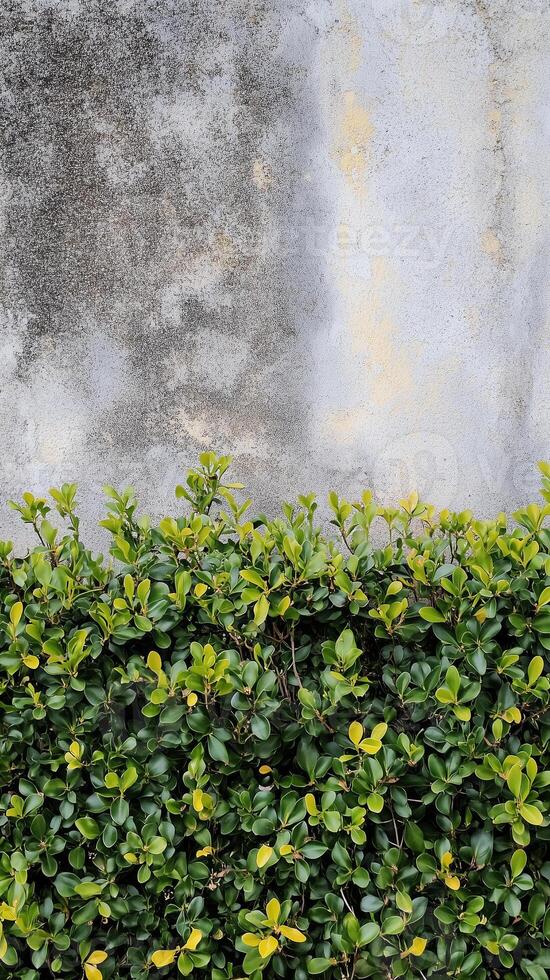 Euonymus branches spread through garden borders near walls, wallpaper photo