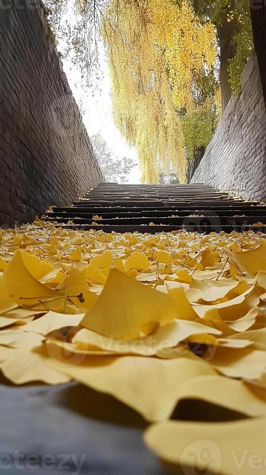 Ginkgo leaves create a golden carpet along temple paths near ancient stone steps, wallpaper photo