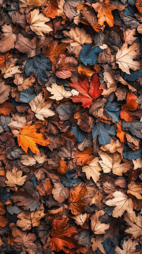 Hickory leaves layer woodland trails, creating a natural blanket through forests, wallpaper photo