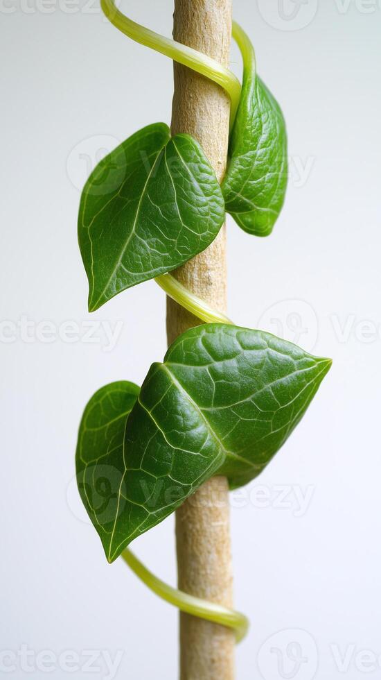 Leaf bases wrapping around the stem, photorealistic photo