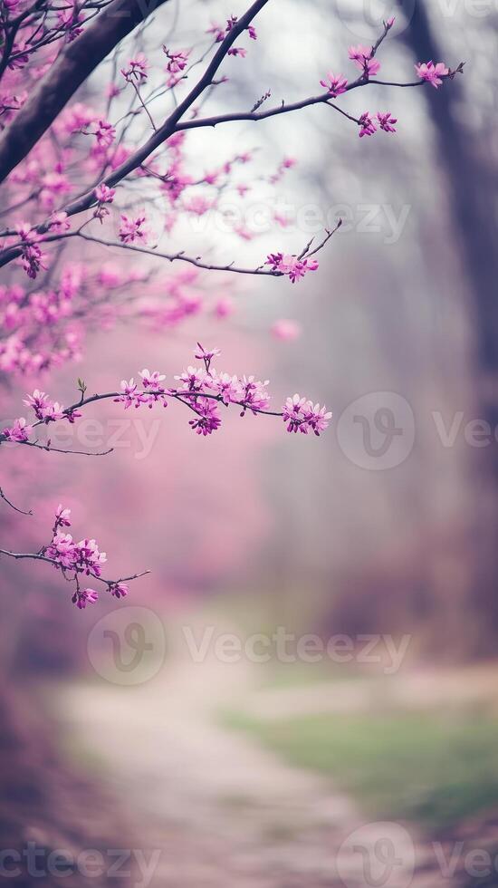 Redbud branches frame woodland paths through nature preserves, wallpaper photo
