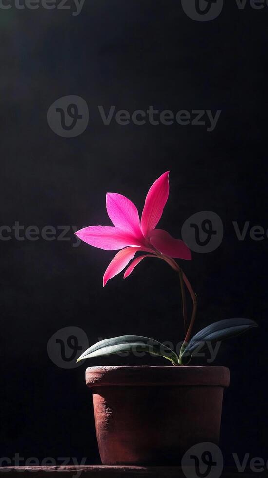 Cattleya bloom spike emerging from a clay pot, photorealistic wallpaper photo