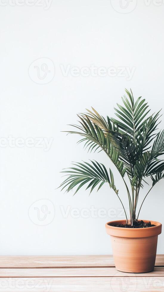 Majesty palm in a terracotta planter on a wood floor, wallpaper art photo
