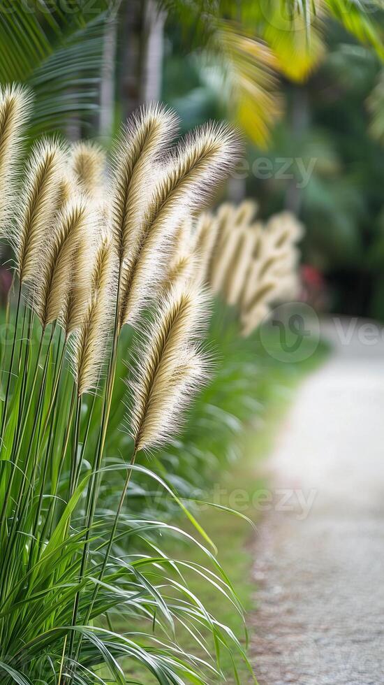 Ornamental grasses define garden paths and divide open spaces in lush outdoor settings, wallpaper art photo