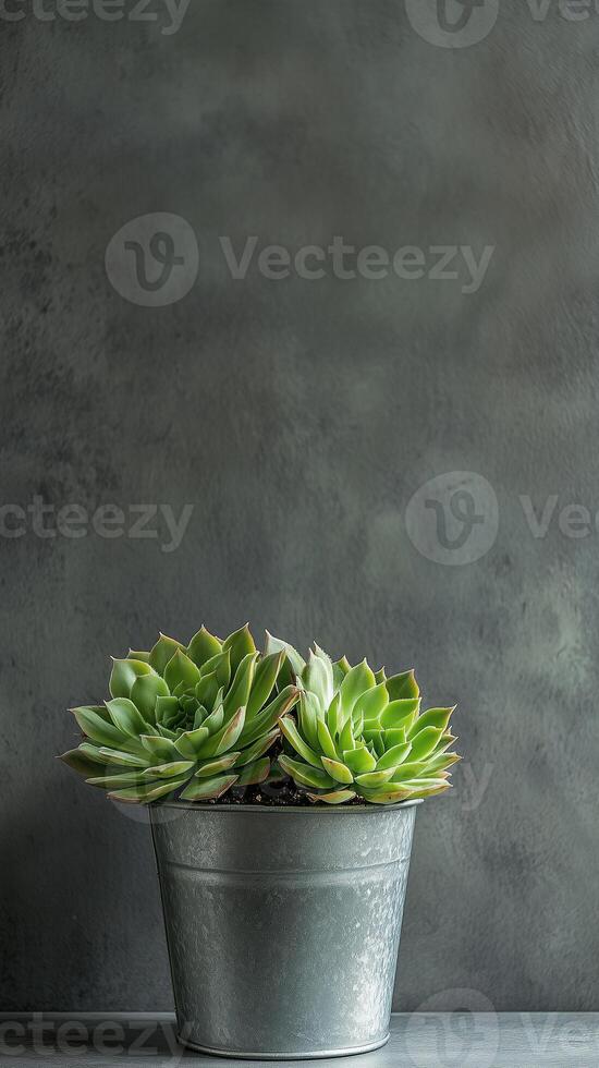 Sempervivum in a metal pot on a shelf surface, photorealistic wallpaper photo