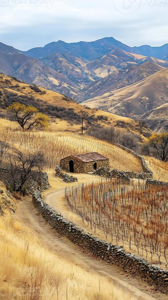 Vineyards line hillsides with stone structures marking plot boundaries , wallpaper art photo