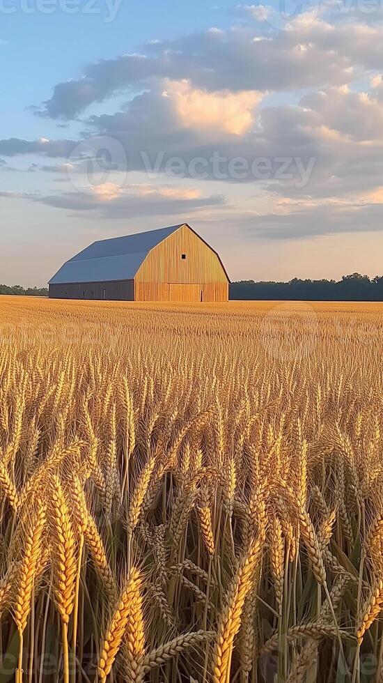 Wheat field rippling toward a barn structure in distance , wallpaper art photo