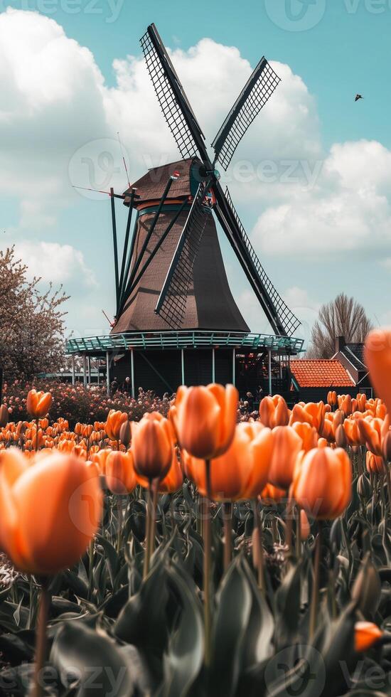 Tulip fields stretch in rows toward a windmill structure , photorealistic photo