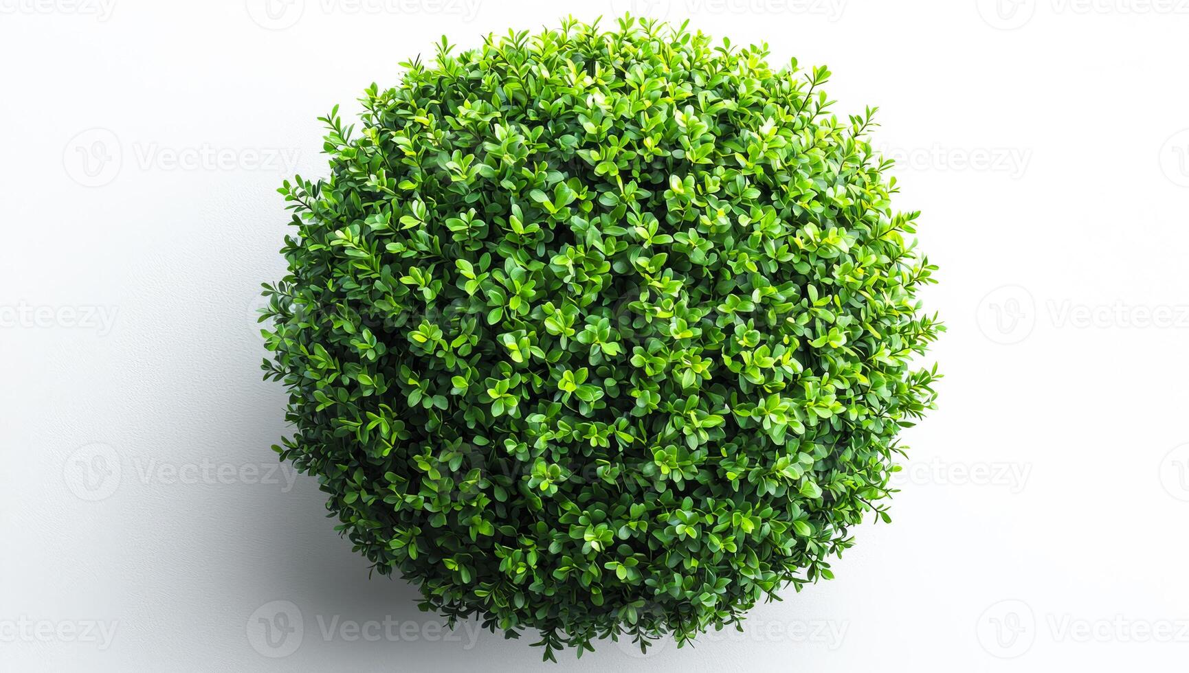 A small green bush with green leaves. The bush is in the center of the image. The bush is surrounded by a white background photo