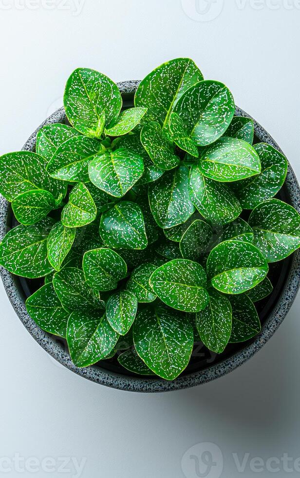 A potted plant with green leaves and white spots sits in a black pot. The plant is small and has a dense foliage. The pot is placed on a white surface, which gives the image a clean and simple look photo