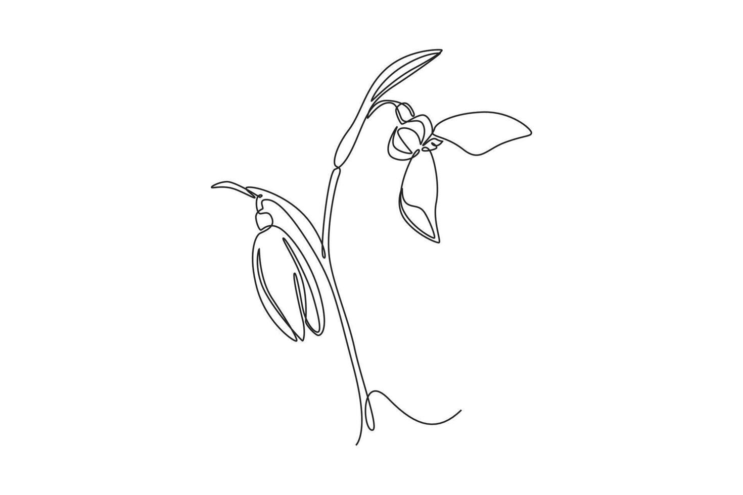 Continuous one line drawing beauty fresh galanthus for home wall decor art poster print. Printable decorative snowdrop flower concept wedding card. Single line draw design graphic illustration vector