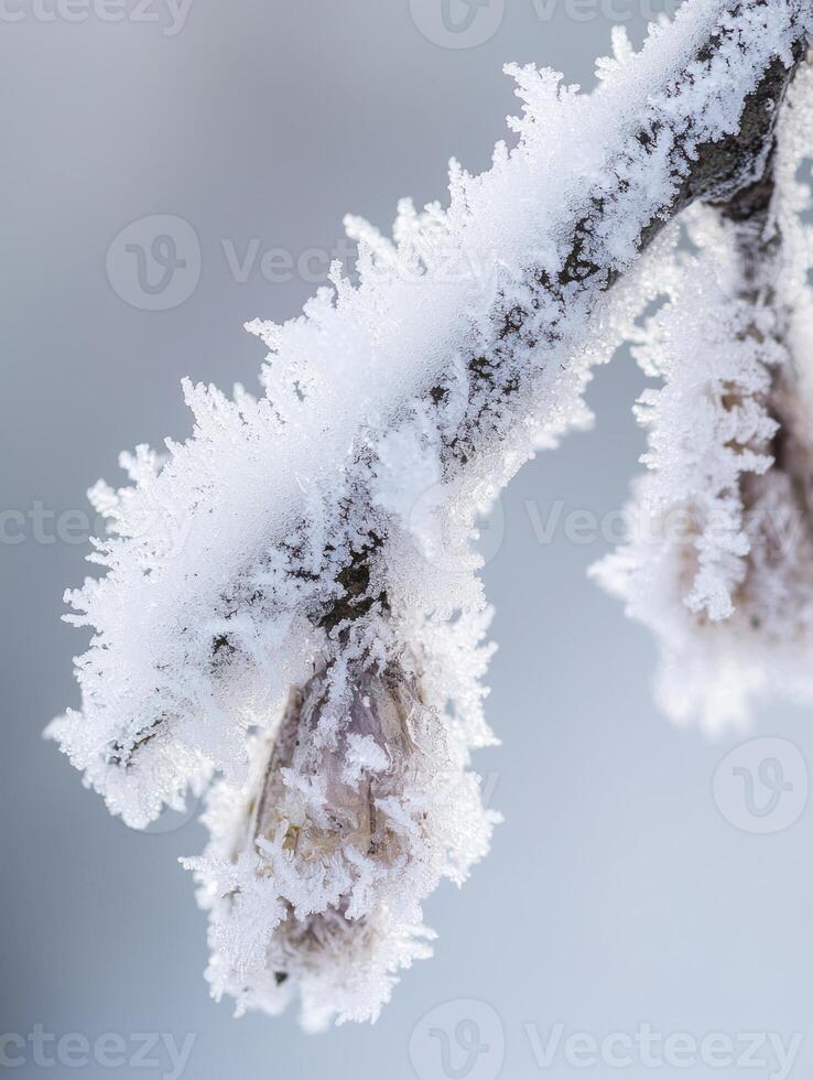 Delicate Frosted Blossom on a Branch Showcasing Nature's Intricate Ice Patterns in a Winter Landscape, Capturing the Beauty of Cold Weather and Its Transformative Effects photo