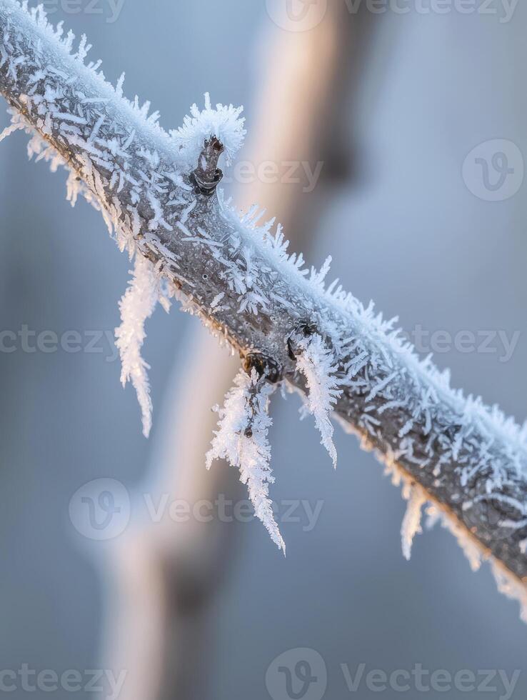 Frost-covered branch with intricate ice crystals shimmering in natural light, showcasing the beauty of winter's chill on a tranquil morning. photo