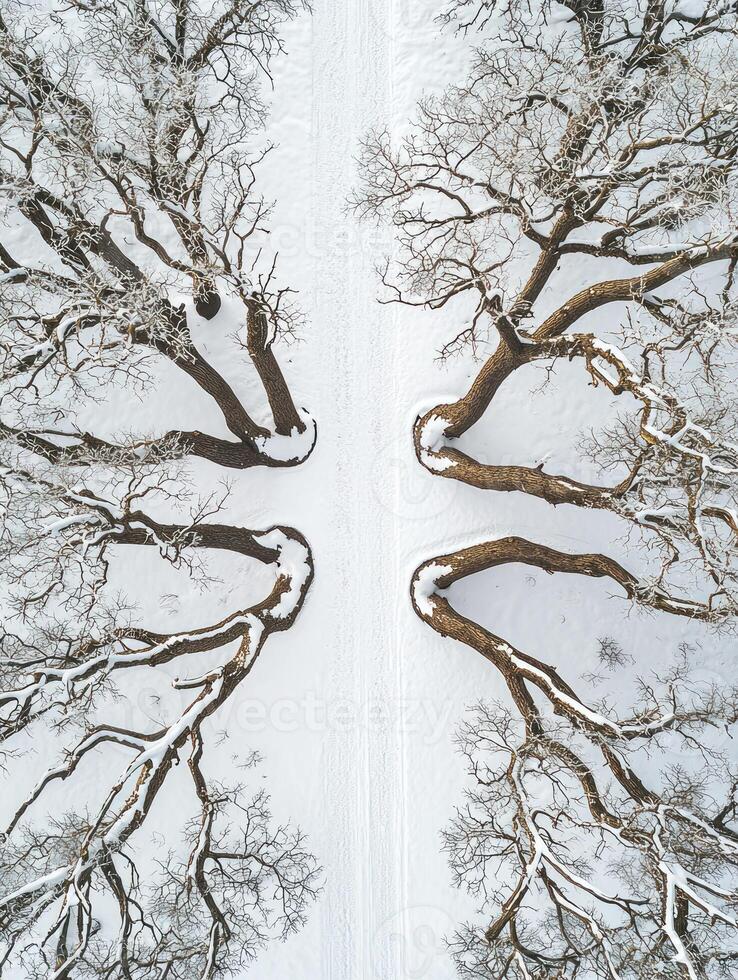 Snow-Covered Landscape with Barren Trees Framing a Snowy Pathway in a Serene Winter Scene Captured from Above photo
