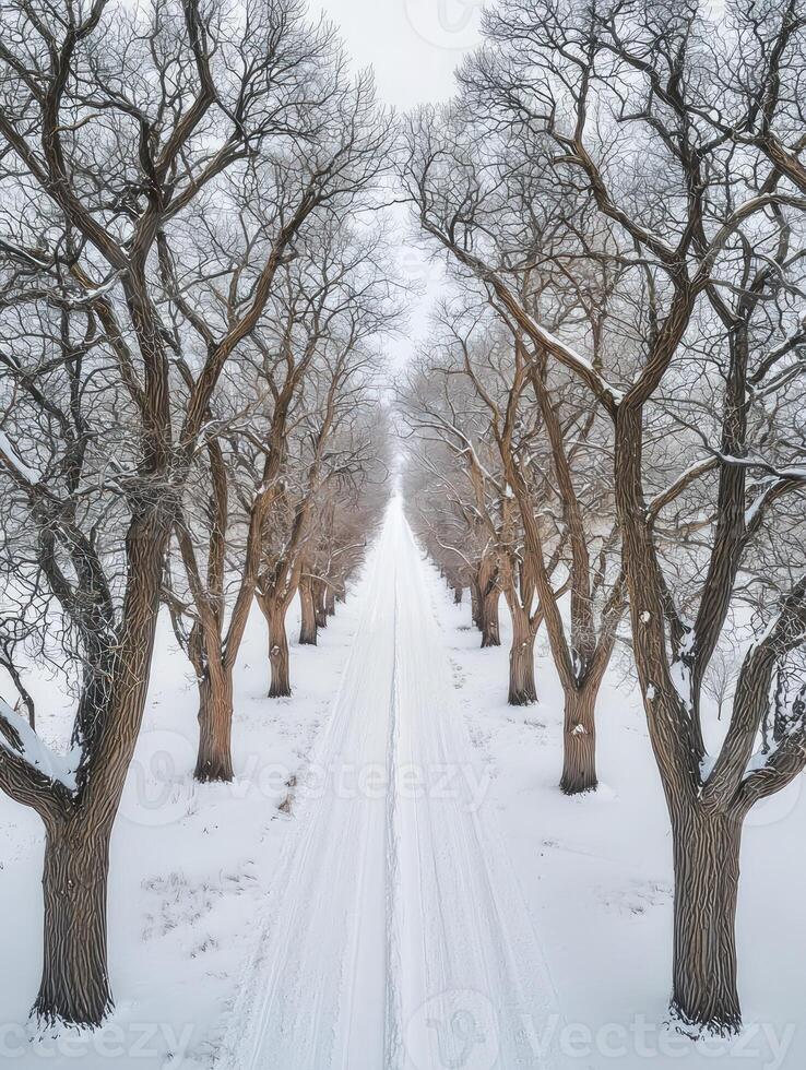Serene Winter Scene of Snow-Covered Rural Pathway Flanked by Leafless Trees Under a Soft Gray Sky in a Tranquil Landscape photo