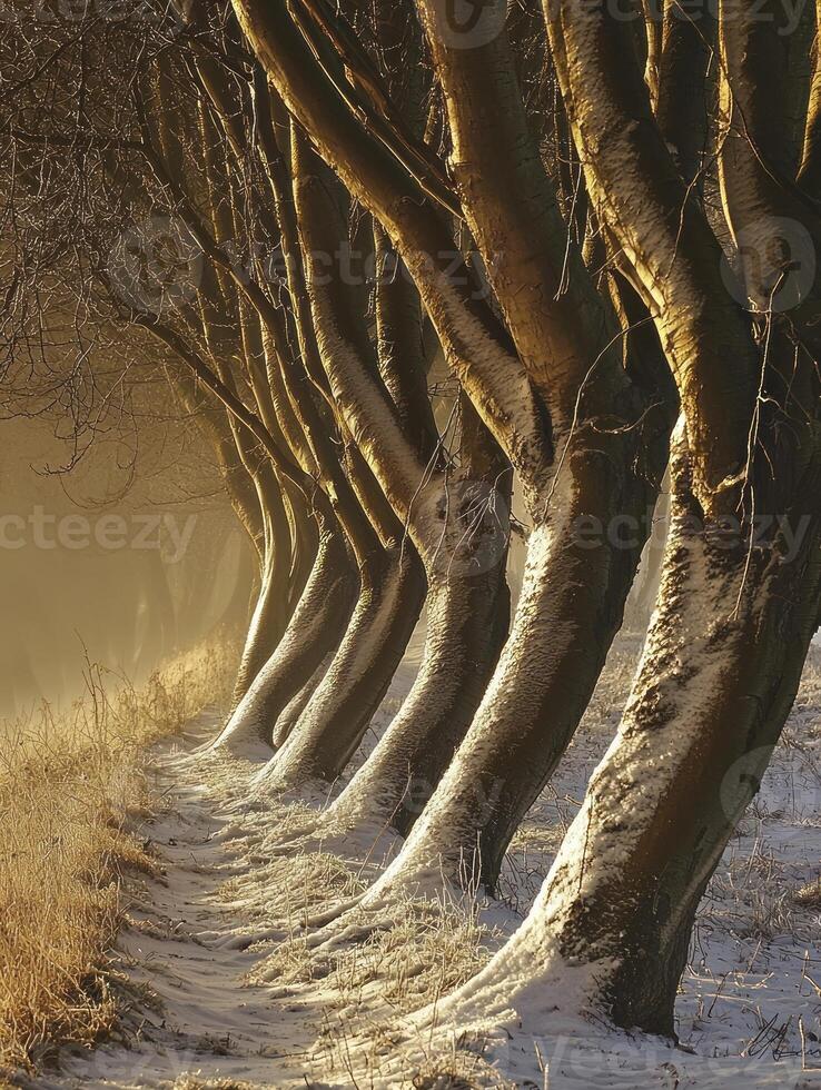 Photograph winter trees by james watson on 500px photo