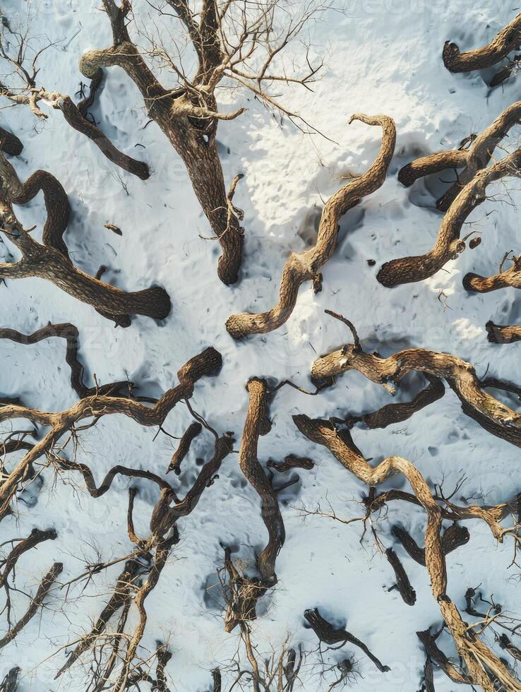 Aerial View of Twisting Tree Branches in a Snowy Landscape, Capturing the Intricate Patterns and Textures of Nature in Winter's Embrace photo