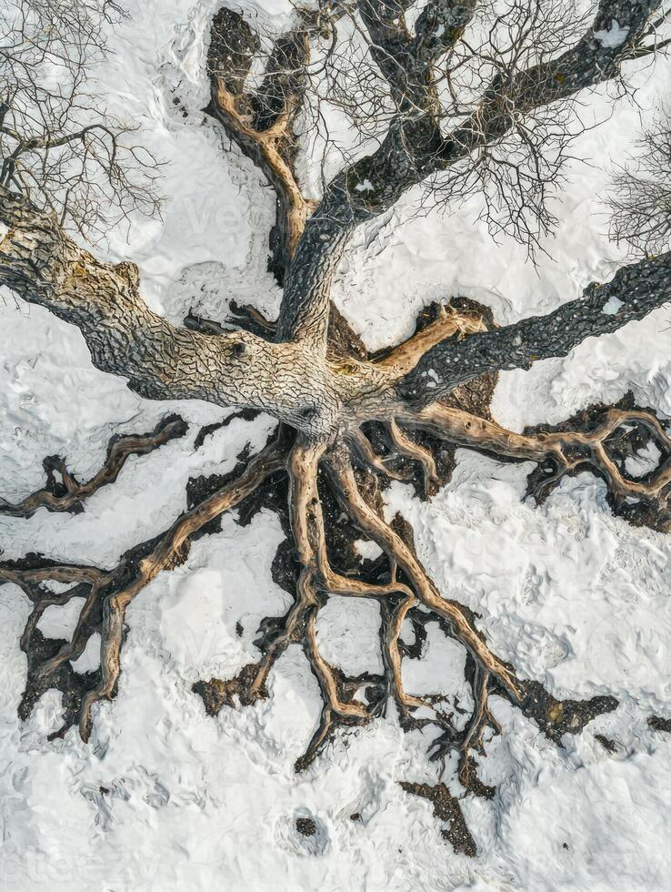 Aerial View of a Majestic Tree's Intricate Roots Amidst a Winter Landscape Blanketed in Snow with Soft Natural Light Enhancing the Textures and Patterns photo