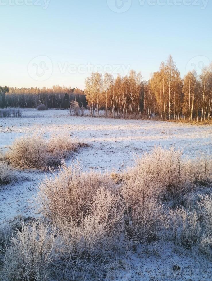 Tranquil Winter Landscape with Frost-Covered Trees and a Serene Frozen Field Under a Clear Blue Sky at Sunrise in a Rural Setting photo