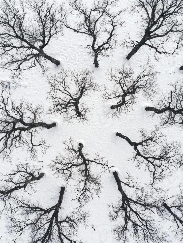Aerial View of Leafless Trees Surrounded by Snow Creating Intricate Patterns and Textures in a Winter Landscape photo