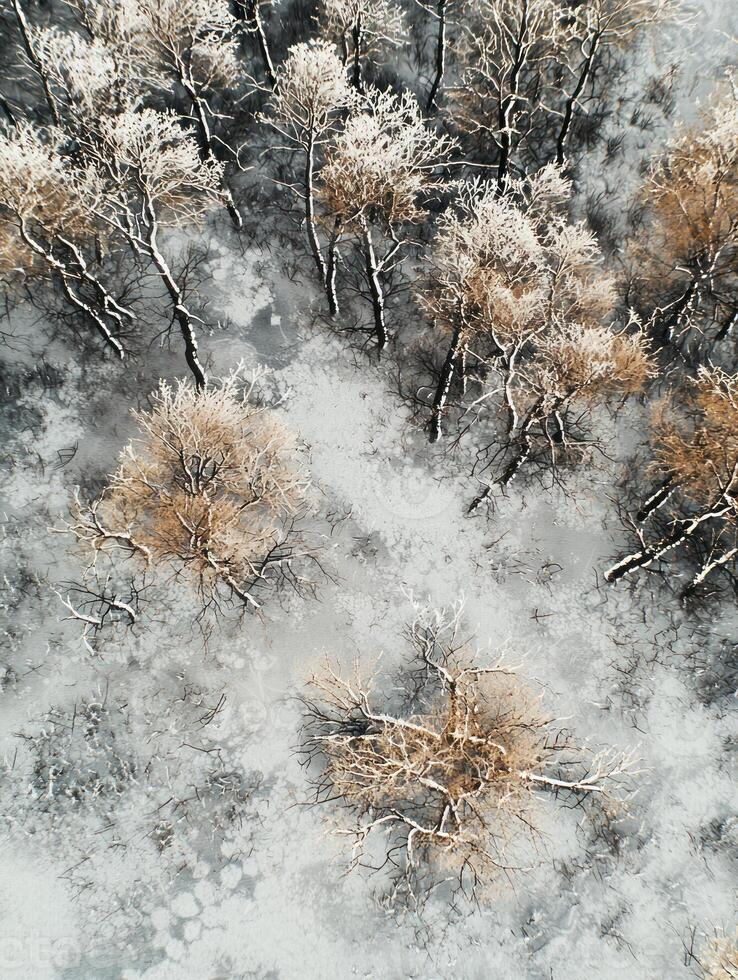 Aerial View of Frosted Trees Blanketed in Snow During Winter Season, Showcasing Textures and Patterns of Nature Icy Landscape from Above photo
