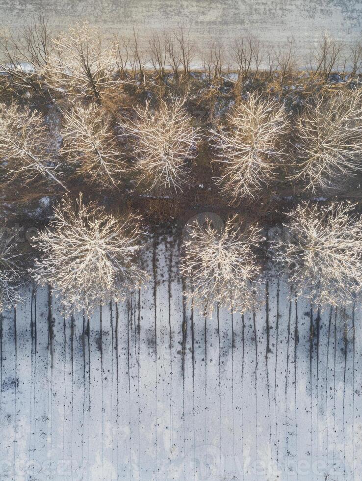 Aerial View of Frosty Trees Casting Long Shadows on Icy Ground in a Serene Winter Landscape at Dawn with Soft Natural Light photo