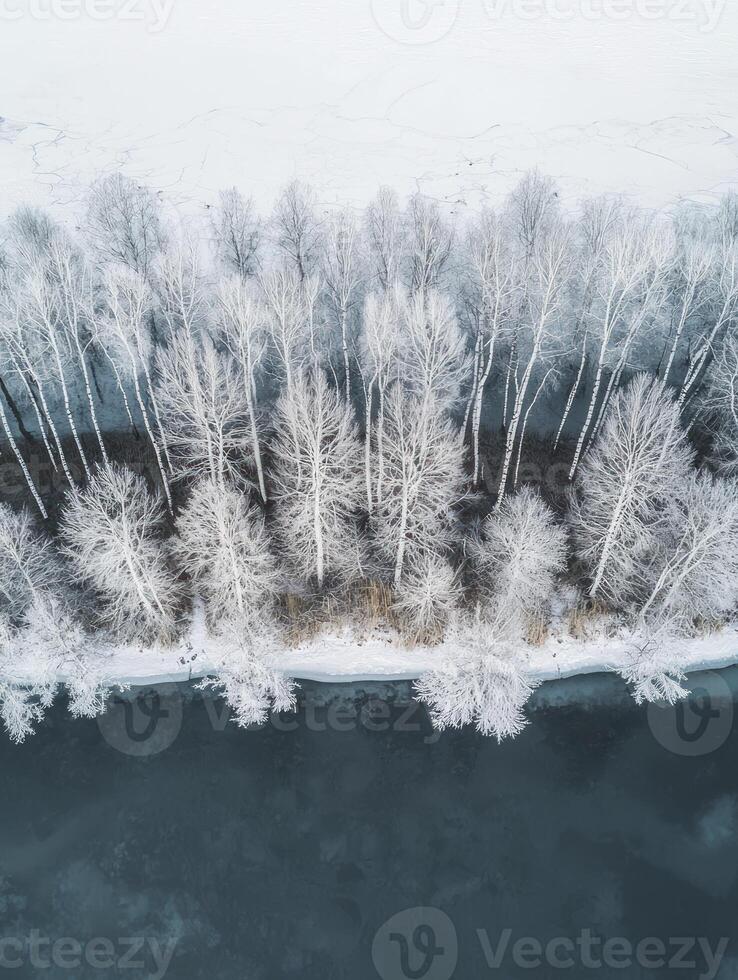 Aerial View of Snow-Covered Trees along a Serene Frozen River in Winter, Highlighting the Beauty of Nature's Frosted Landscape photo