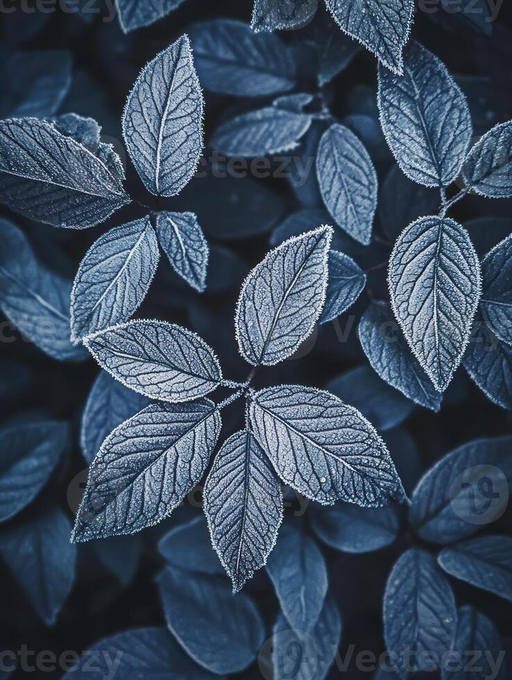 frosted leaves on a dark background photo