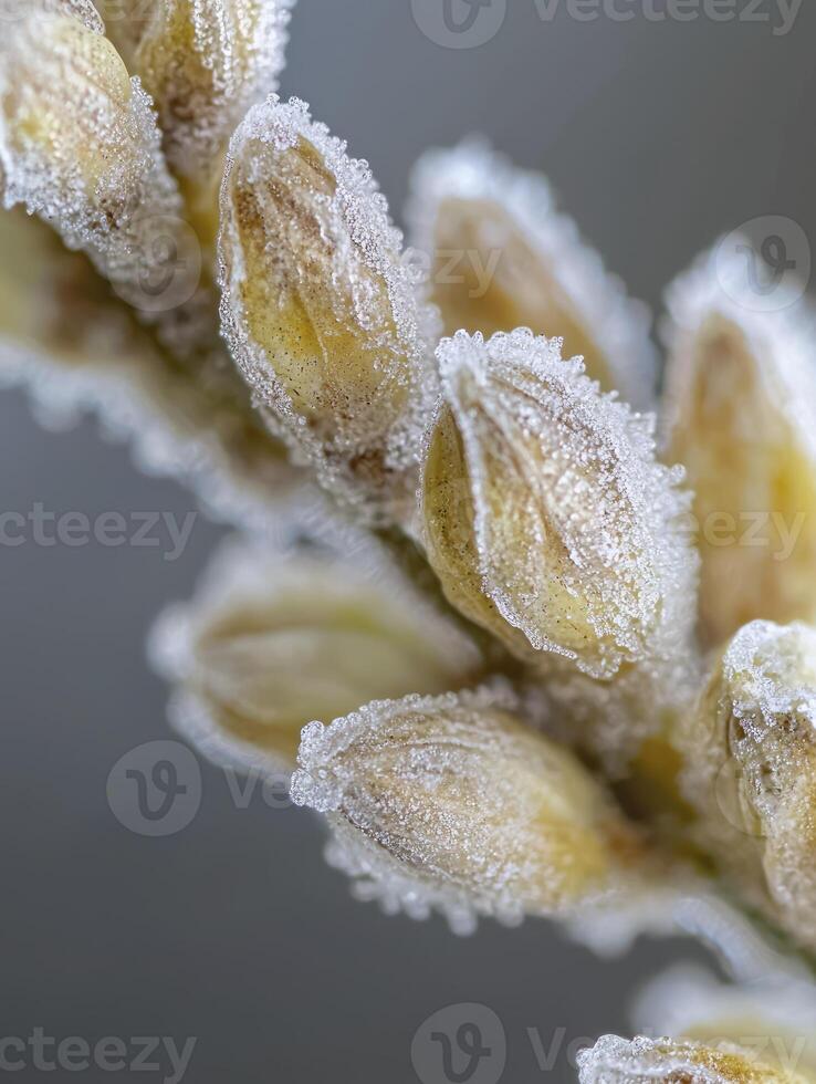 Close-Up of Frost-Covered Plant Buds in a Delicate Winter Landscape Showcasing Nature's Icy Beauty and Intricate Detail with Soft Colors and Textures photo