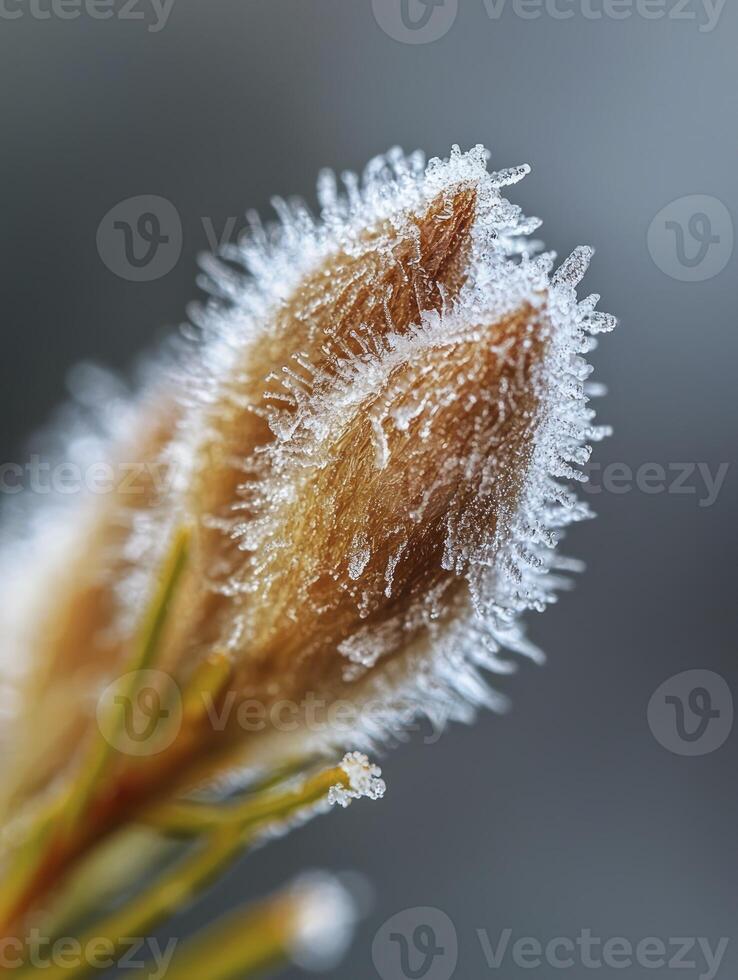 Close-up of Frost-Covered Buds in Detail, Capturing Nature's Beauty in Winter, Showcasing the Delicate Ice Crystals on Plant Life photo