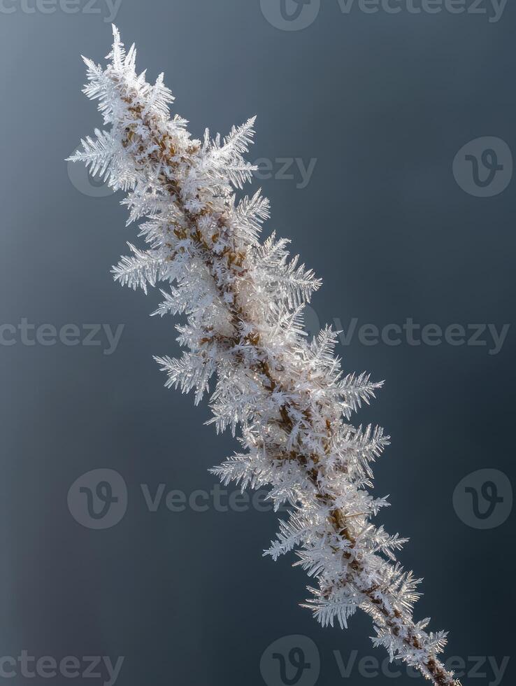 Frost-covered plant stem showcasing intricate and delicate ice crystal formations against a soft gradient background, highlighting the beauty of winter nature and seasonal change. photo