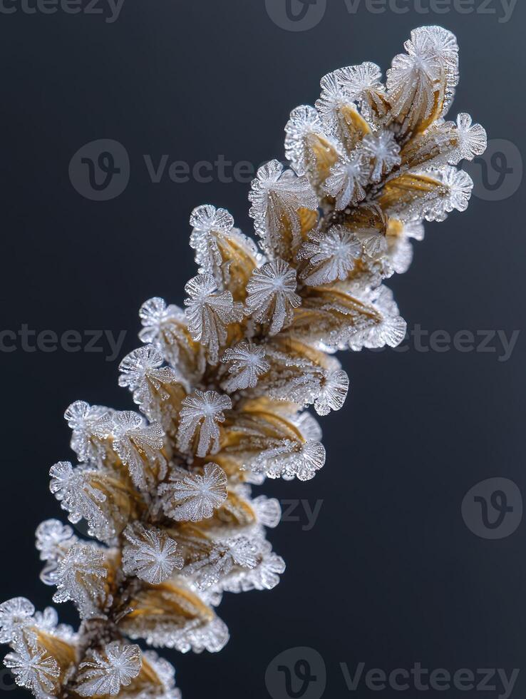 Close-up of Frost-Covered Fern Fronds with Intricate Ice Crystals on a Dark Background Showcasing Nature's Winter Beauty and Delicate Structures photo