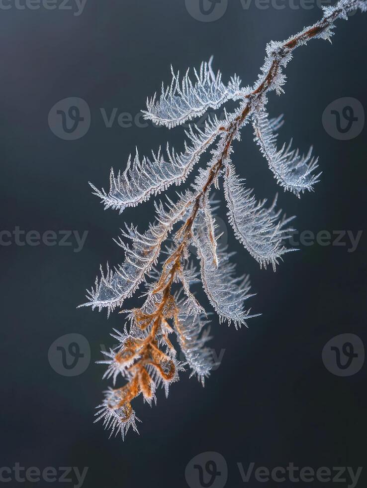 Delicate Frost-covered Branch with Intricate Ice Crystals Captured Against a Soft Dark Background, Showcasing Nature's Winter Elegance and Beauty photo