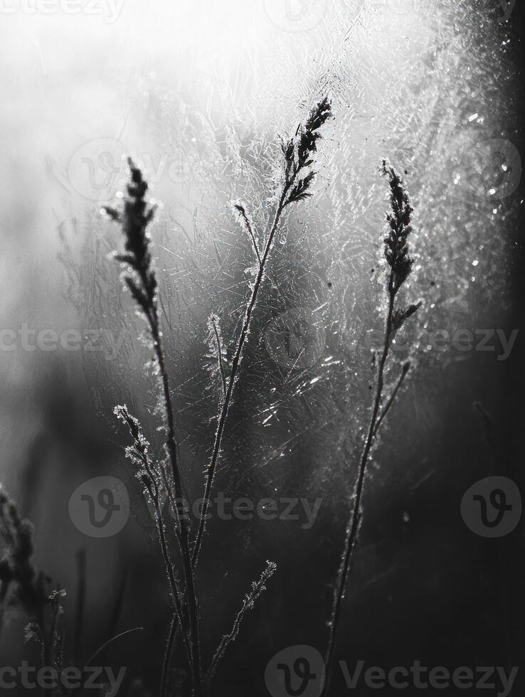 Delicate Silhouettes of Grass Against a Frosted Background Capturing the Essence of a Cold Winter Morning in Monochrome Shades of White and Black photo