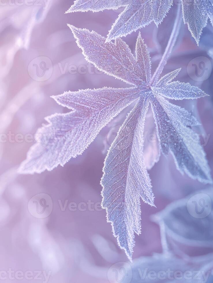 Delicate Frosted Leaves on a Gentle Pink Background, Capturing the Beauty of Cold Winter Mornings and the Intricate Designs of Natures Artwork photo