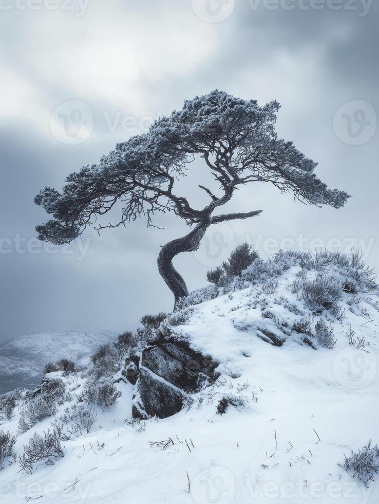 Unique Windswept Tree on Snowy Hilltop Against Dramatic Cloudy Sky, Capturing the Raw Beauty of Nature in a Serene Winter Landscape Setting photo