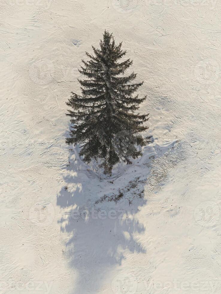 Aerial View of a Solitary Pine Tree Standing on a Snow-Covered Ground in Winter with Long Shadows Cast by the Sunlight Illuminating the Scene photo