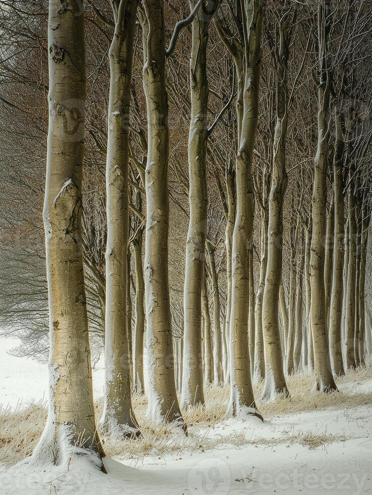 Serene Winter Landscape Featuring Bare Trees Aligned Along Snowy Pathway Created by Nature's Elements in a Tranquil Setting During the Cold Season photo