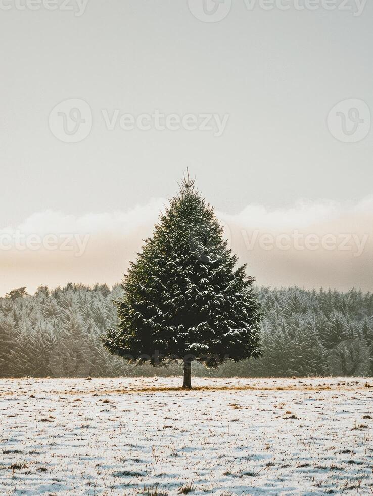 Snow-Covered Evergreen Tree Standing Alone in a Winter Landscape with Soft Clouds in the Background and a Frosty Meadow in the Foreground photo